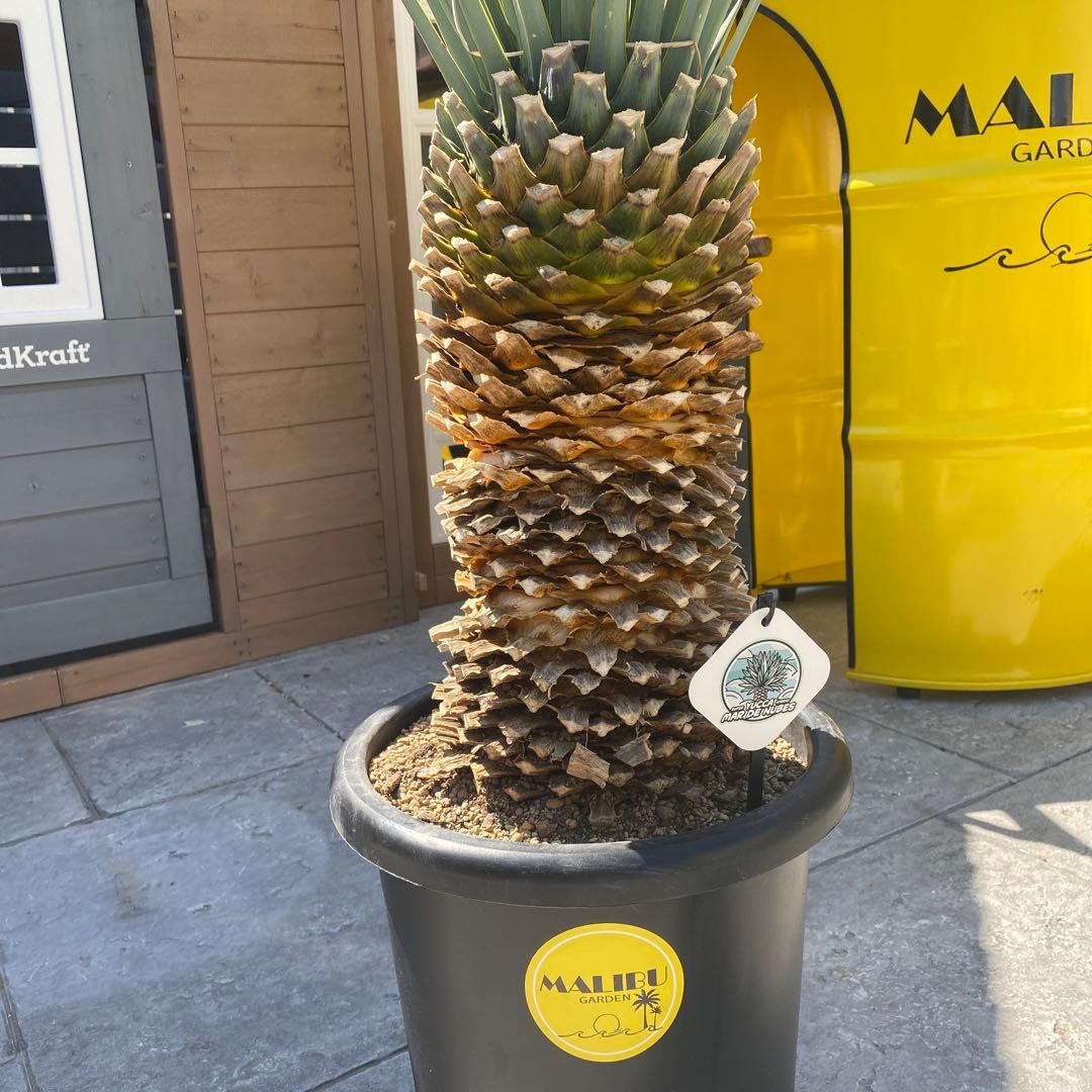 マルデヌベスverリギダ　3