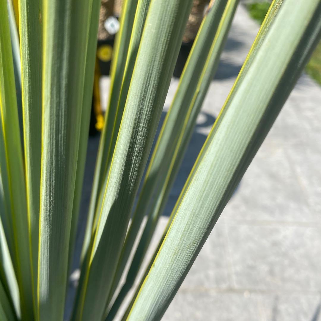 マルデヌベスverリギダ　3