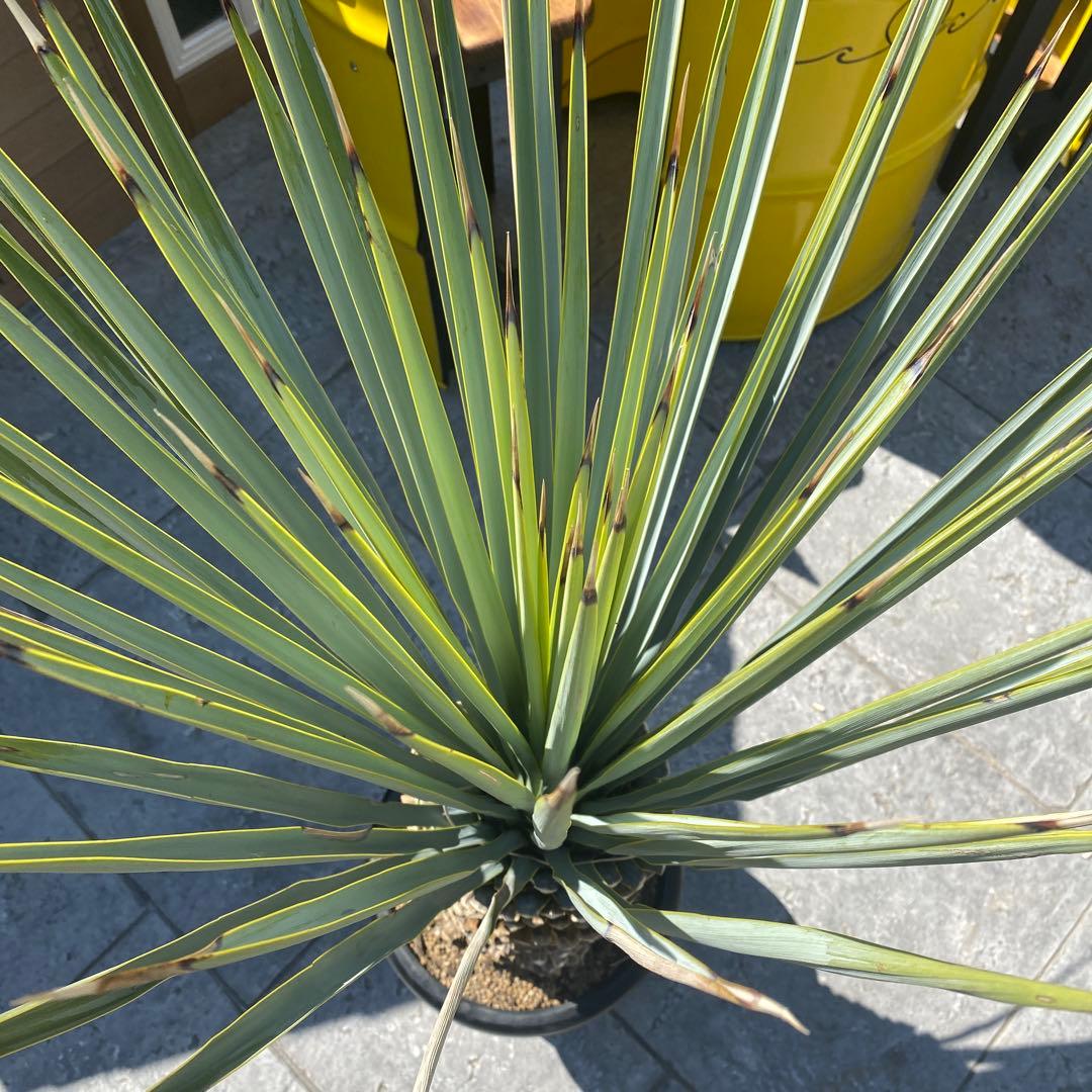 マルデヌベスverリギダ　3