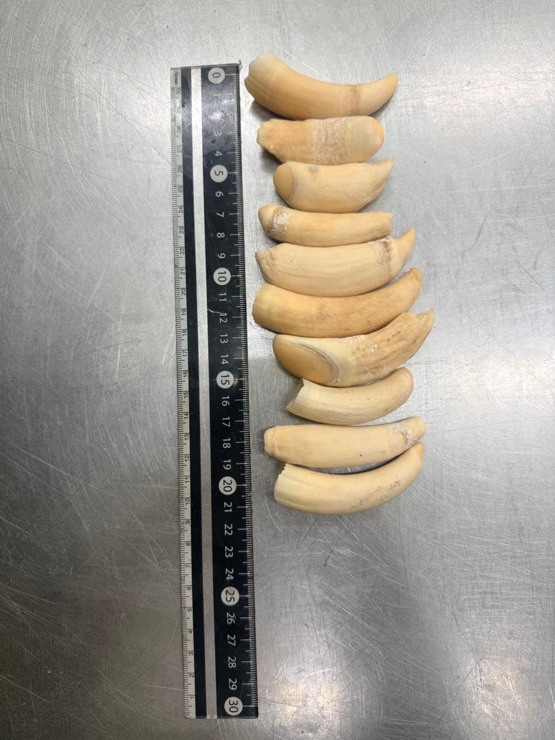 マッコウクジラの歯10個セット