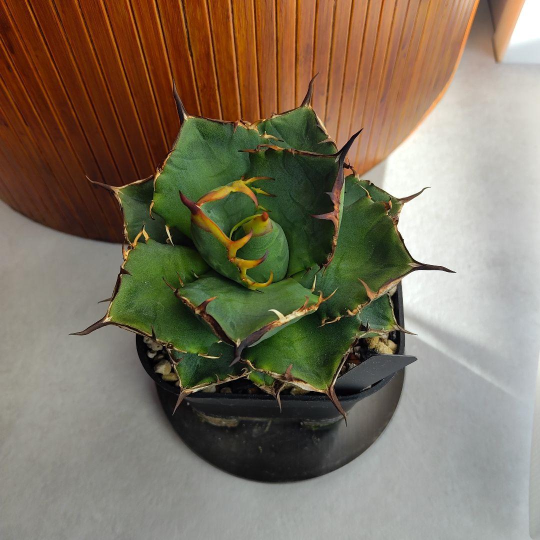 アガベ オテロイ実生選抜(メキシコ産種子)② 子株着き - メルカリ