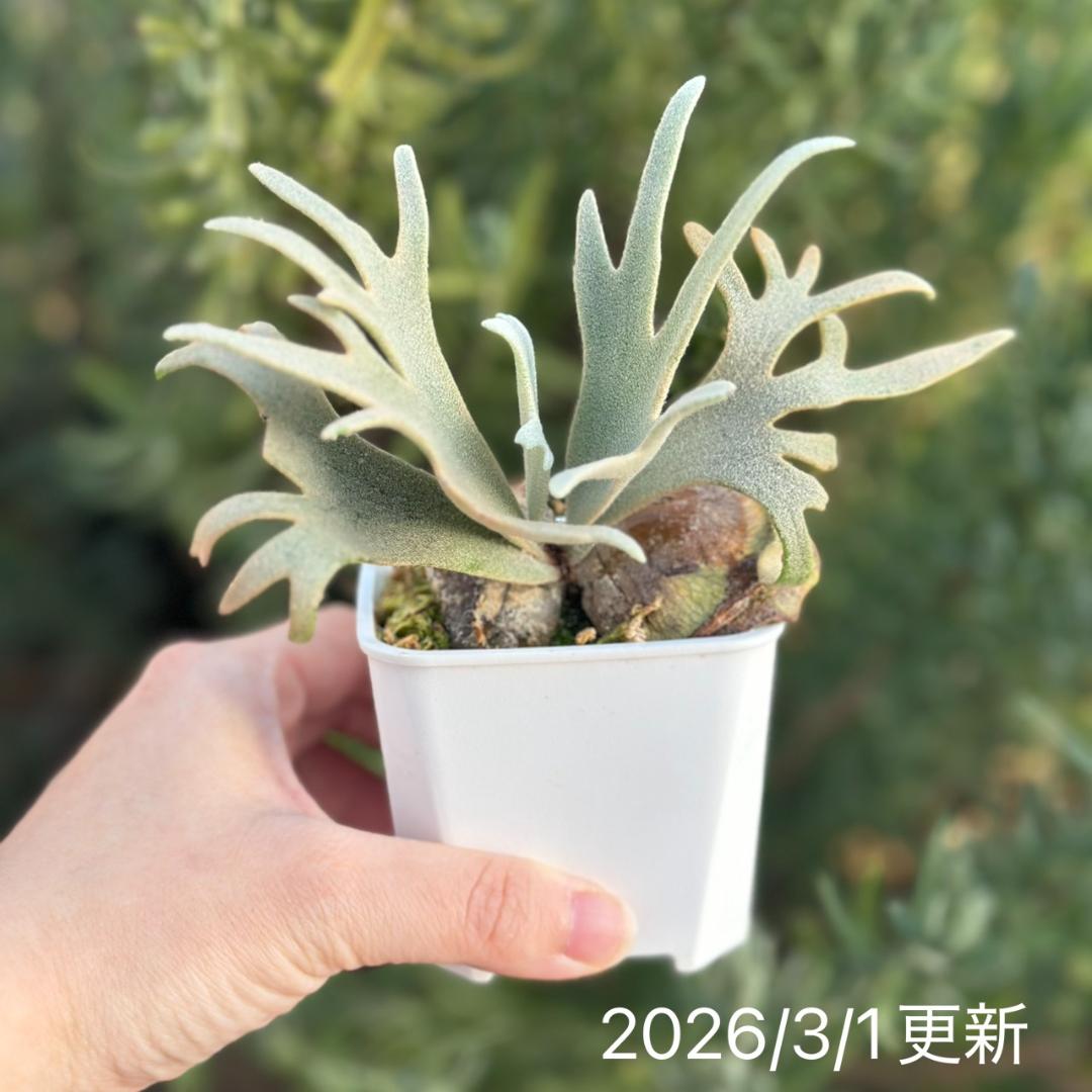 Yellow moon dwarf 'totoro' sporeling 512 - メルカリ