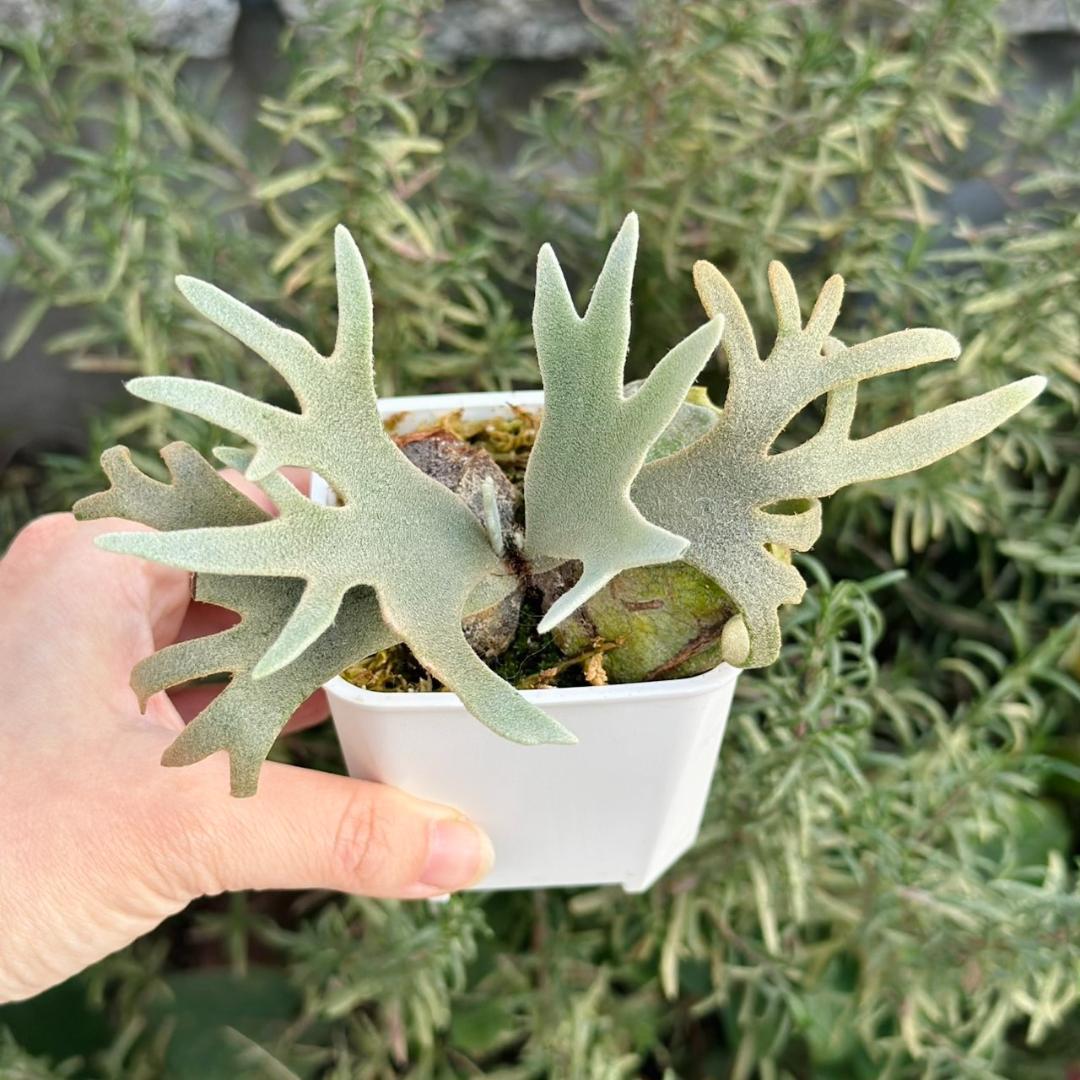 Yellow moon dwarf 'totoro' sporeling 512 - メルカリ