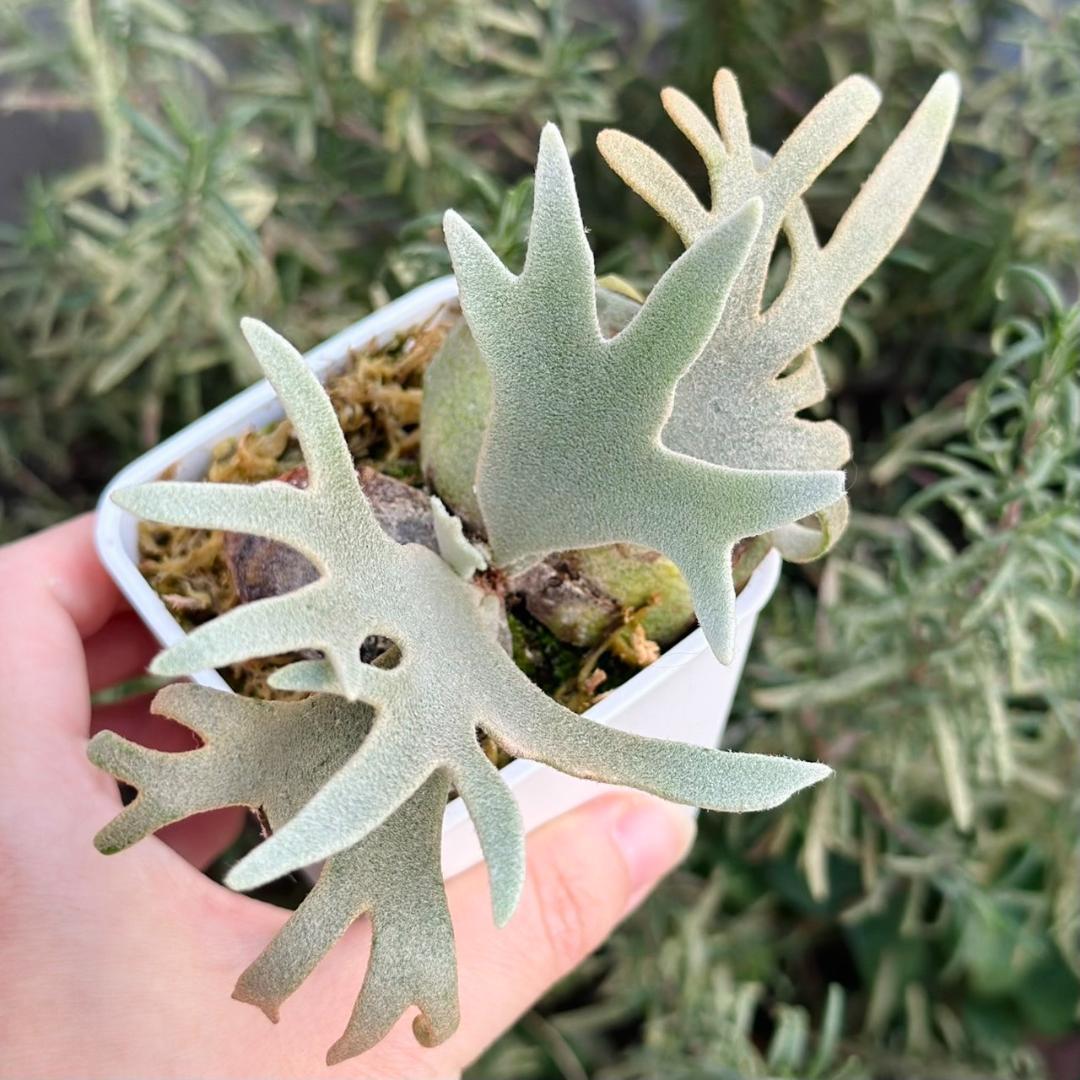 Yellow moon dwarf 'totoro' sporeling 512 - メルカリ