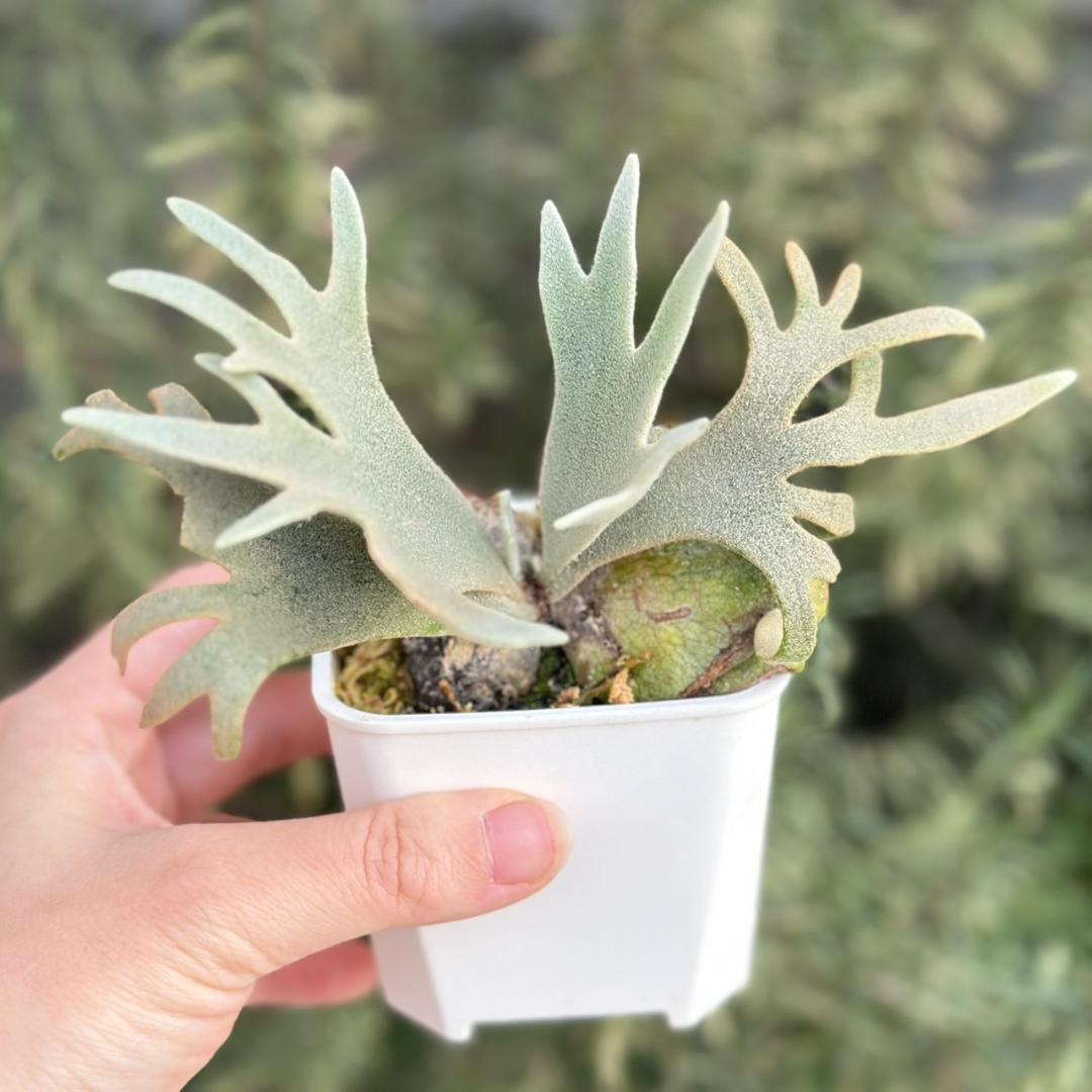 Yellow moon dwarf 'totoro' sporeling 512 - メルカリ