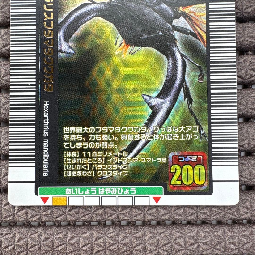 希少 マンディブラリスフタマタクワガタ 2005年夏限定デザイン 金