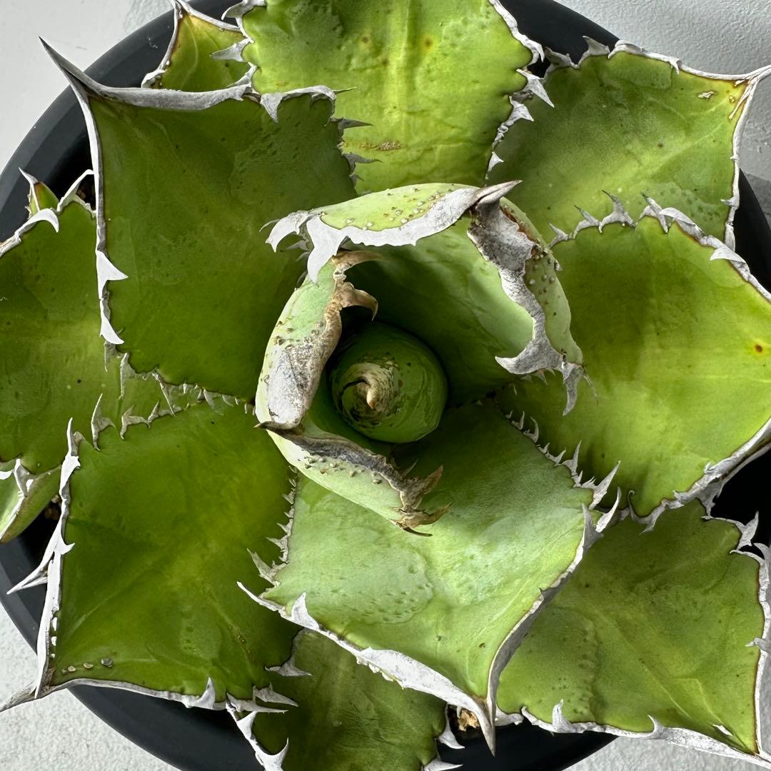 【初出】 チタノタEU産 極太 ブツブツ ①親株のみ 検）冰雹、麻花龍