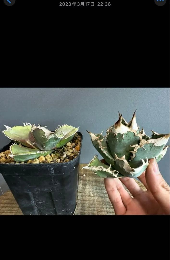 【初出】 チタノタEU産 極太 ブツブツ ①親株のみ 検）冰雹、麻花龍