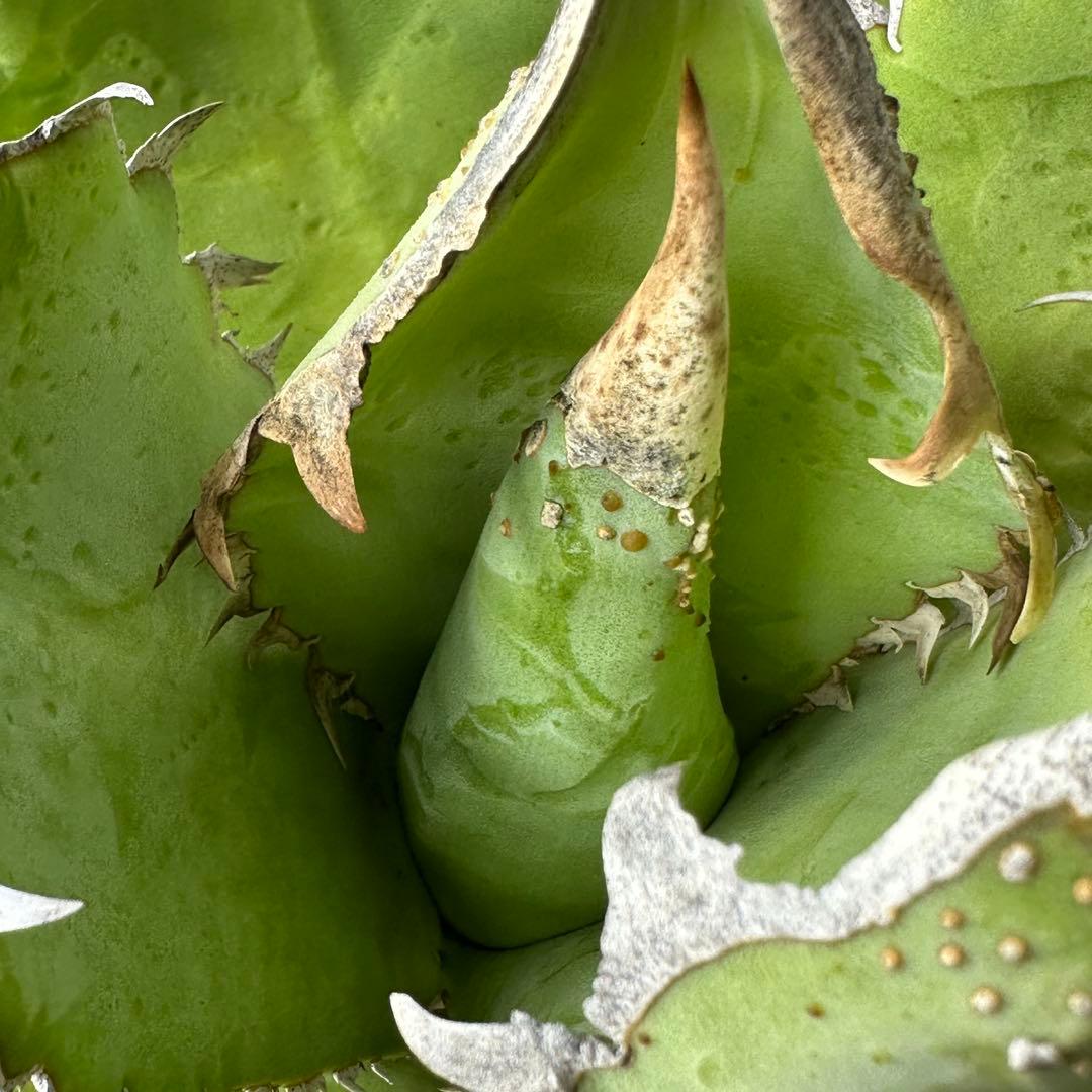 【初出】 チタノタEU産 極太 ブツブツ ①親株のみ 検）冰雹、麻花龍