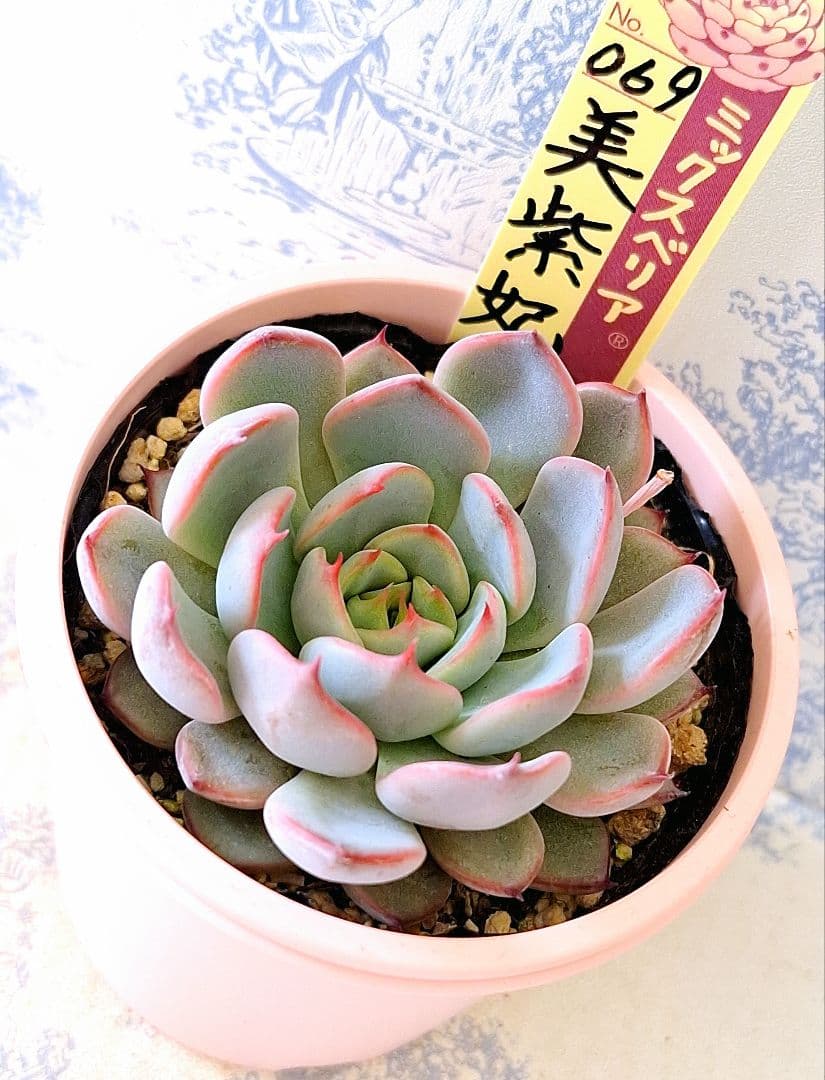 美紫妃 札付きポットごとメルカリ便おらいさん苗ミックスベリア - メルカリ