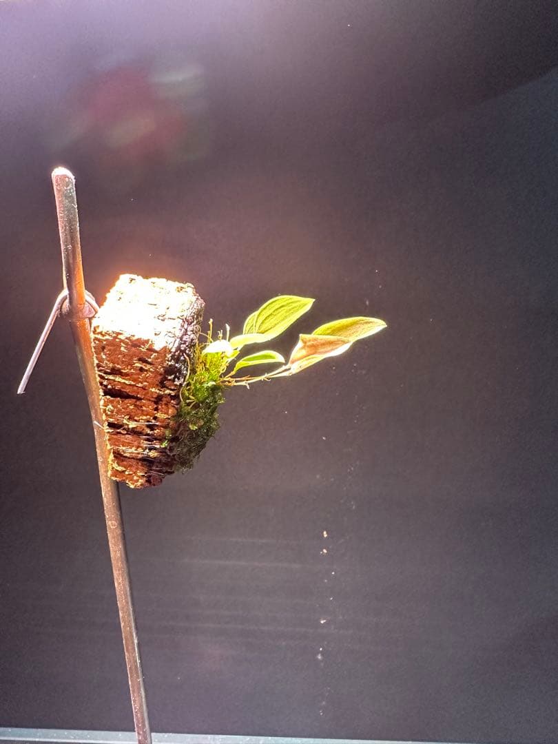 lepanthes lucifer レア種 南米小型着生ランレパンテスミニチュア