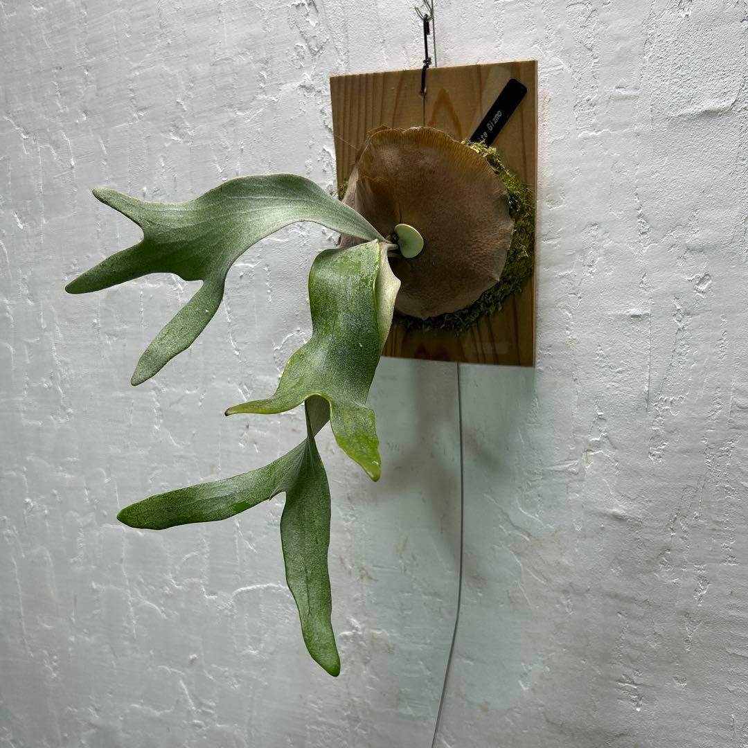 White Gizmo pupビカクシダ