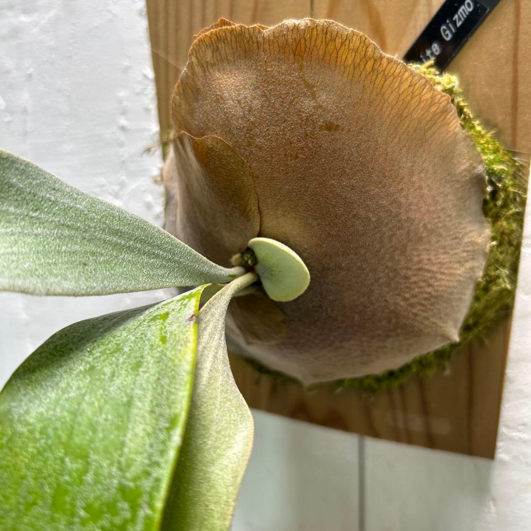 White Gizmo pupビカクシダ