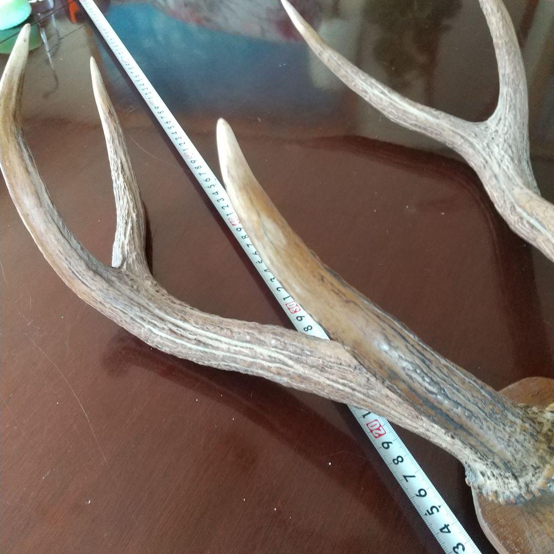 鹿の角 インテリア装飾 約60cm