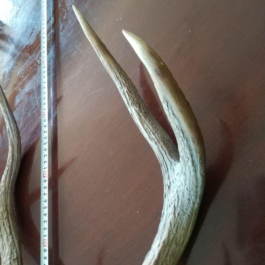 鹿の角 インテリア装飾 約60cm