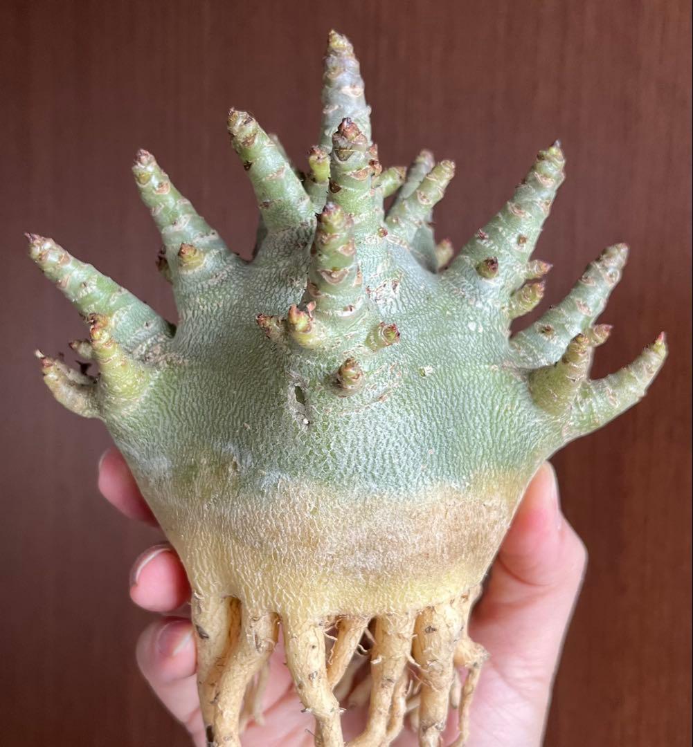 【ドワーフ/極太 】アデニウム アラビカム ゴジ A