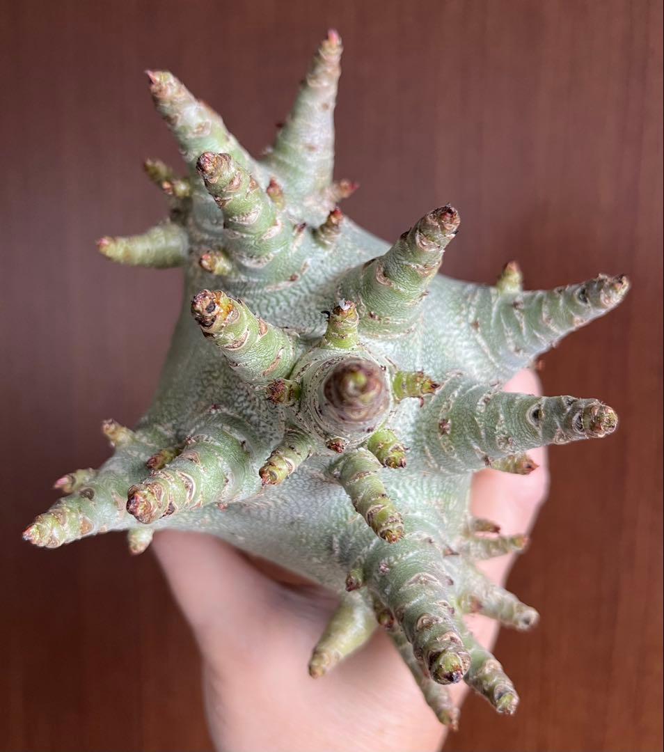 【ドワーフ/極太 】アデニウム アラビカム ゴジ A