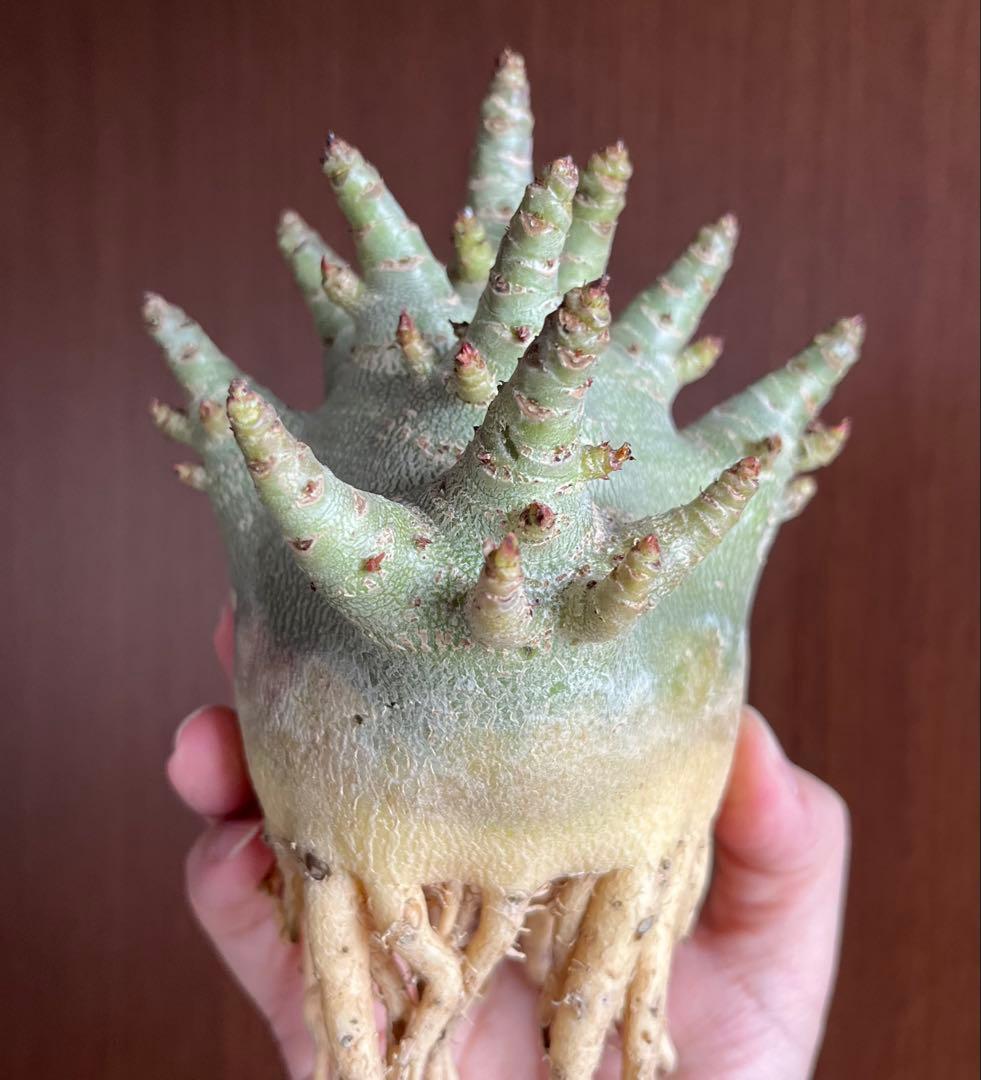 【ドワーフ/極太 】アデニウム アラビカム ゴジ A