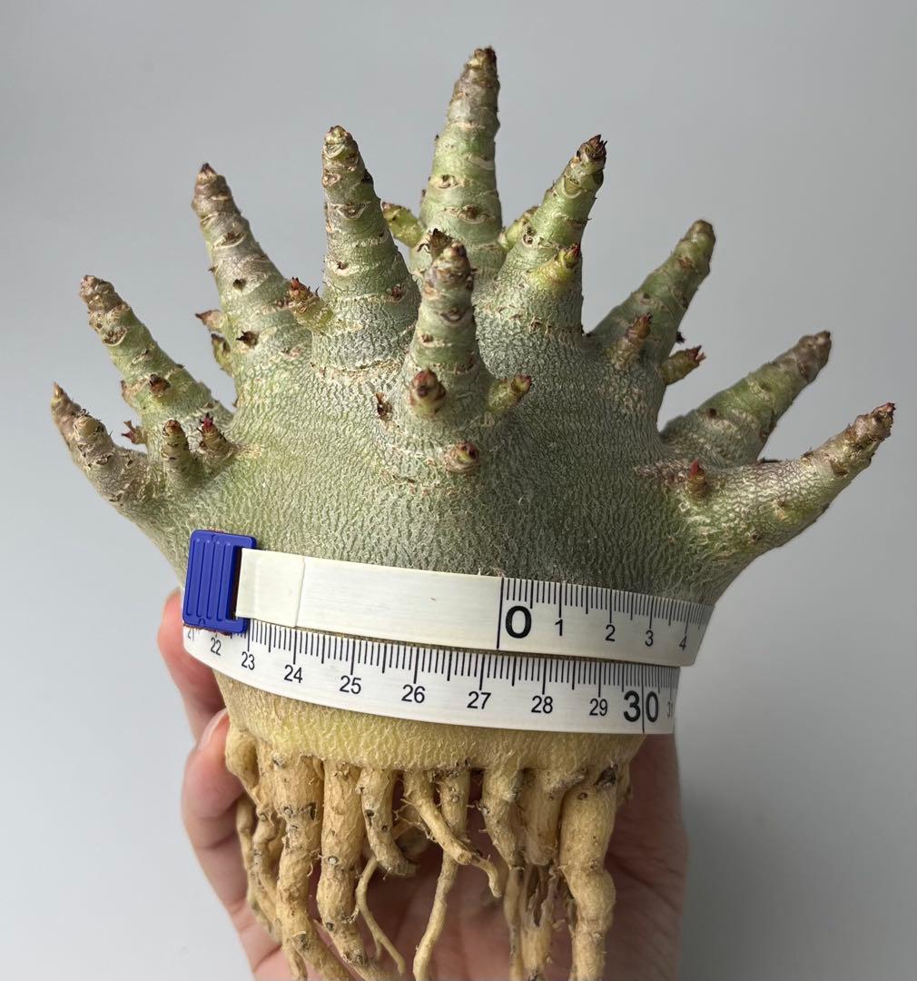 【ドワーフ/極太 】アデニウム アラビカム ゴジ A