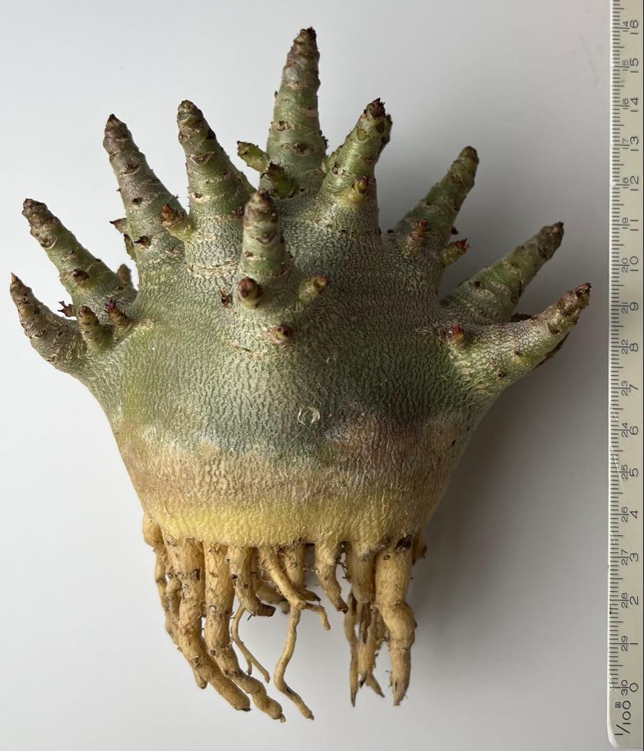 【ドワーフ/極太 】アデニウム アラビカム ゴジ A