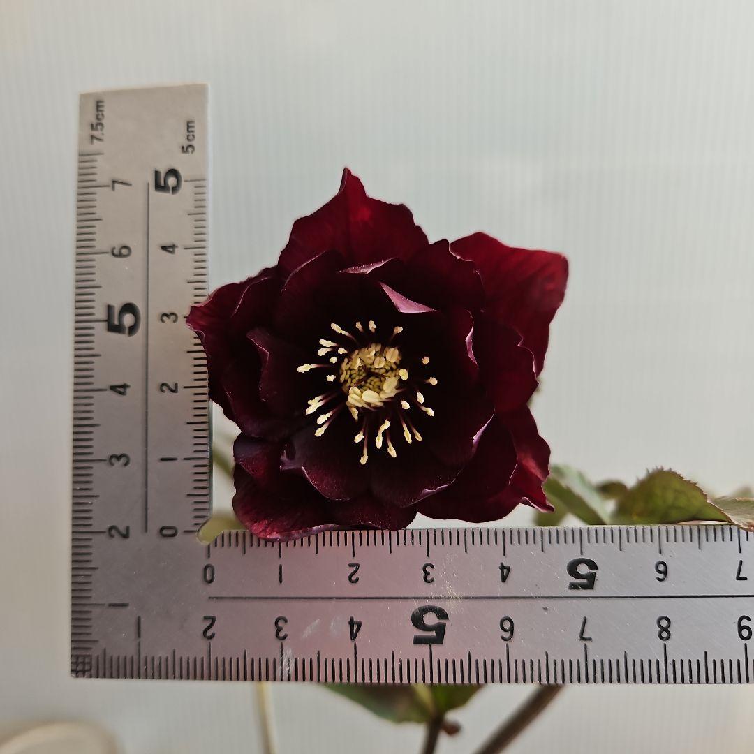 ㉖-419クリスマスローズ