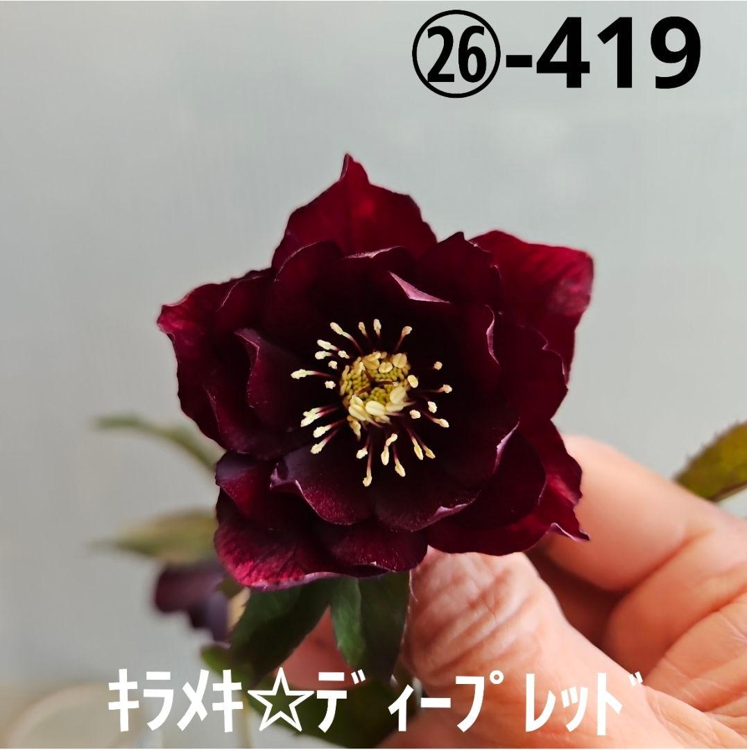 ㉖-419クリスマスローズ