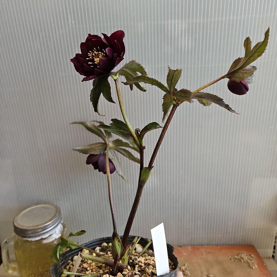 ㉖-419クリスマスローズ