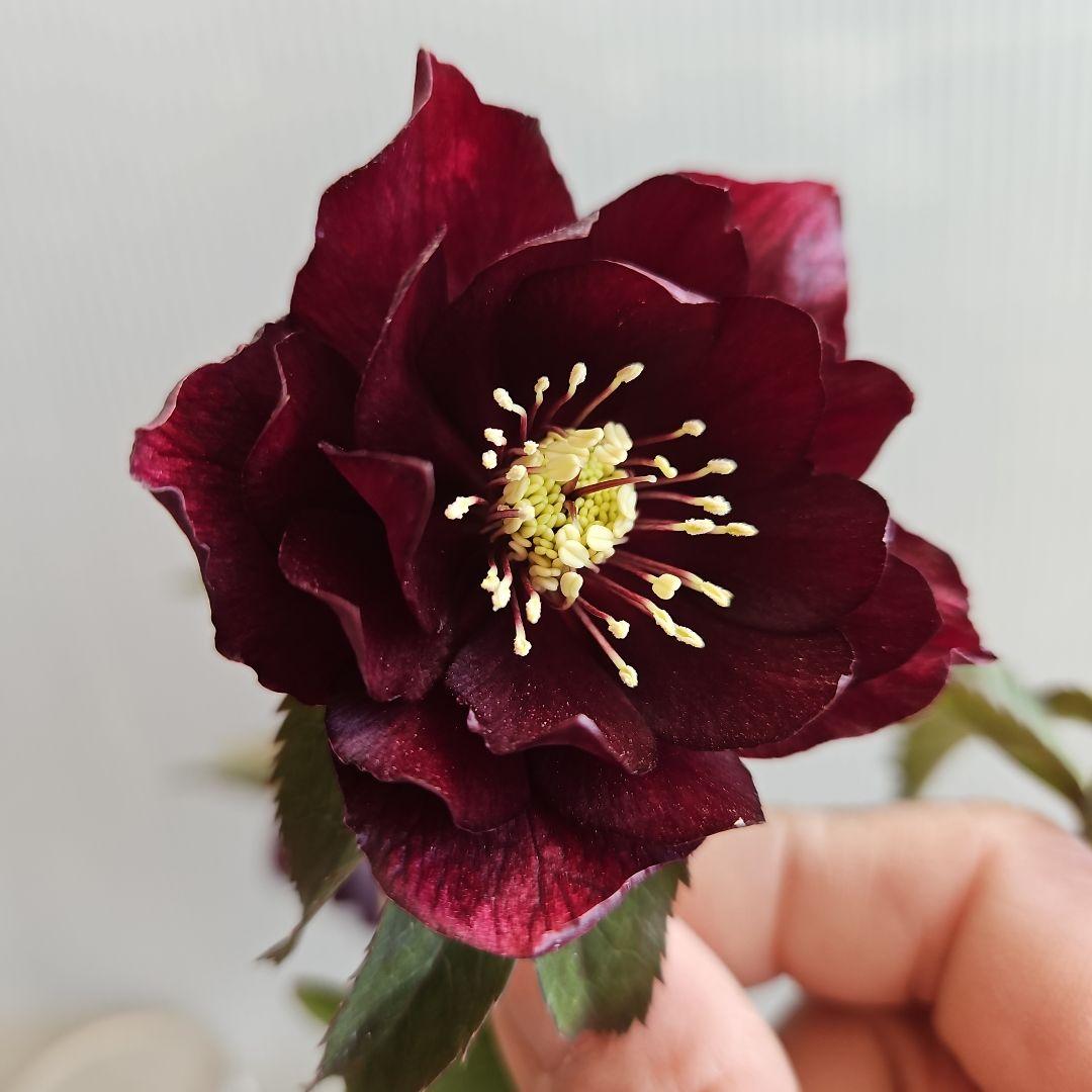 ㉖-419クリスマスローズ