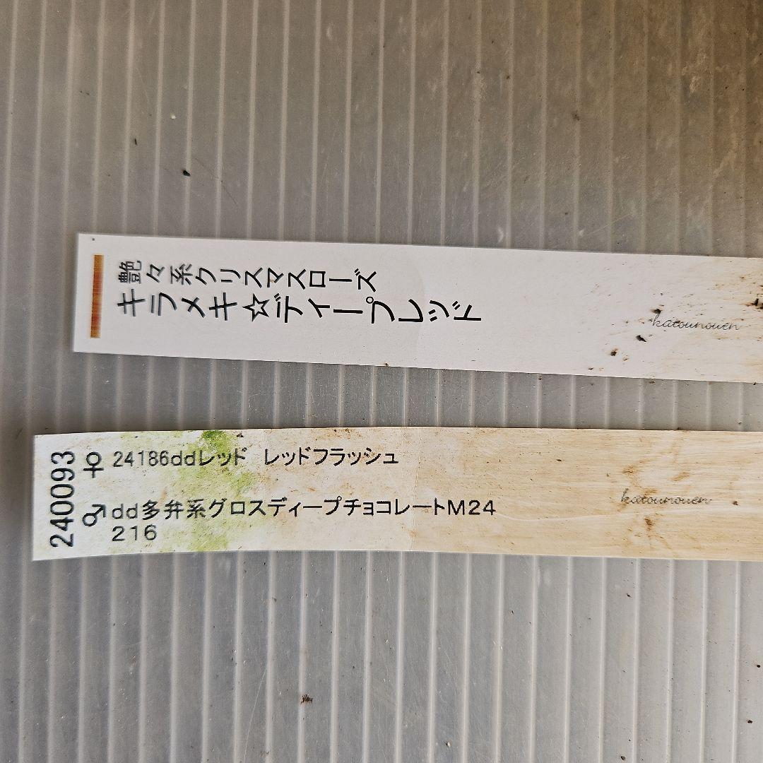 ㉖-419クリスマスローズ