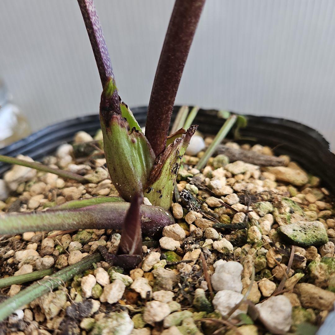 ㉖-419クリスマスローズ