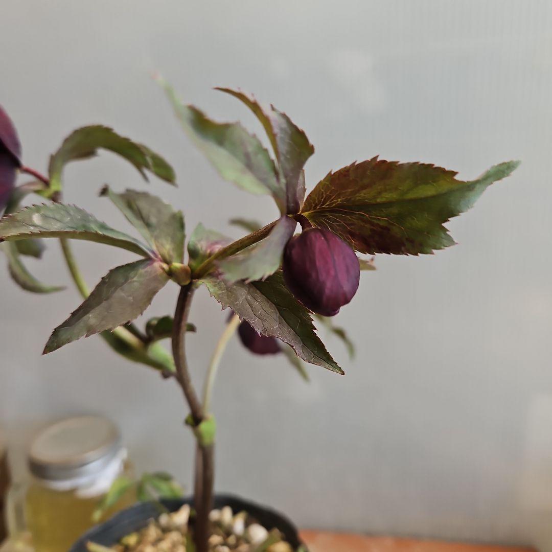 ㉖-419クリスマスローズ