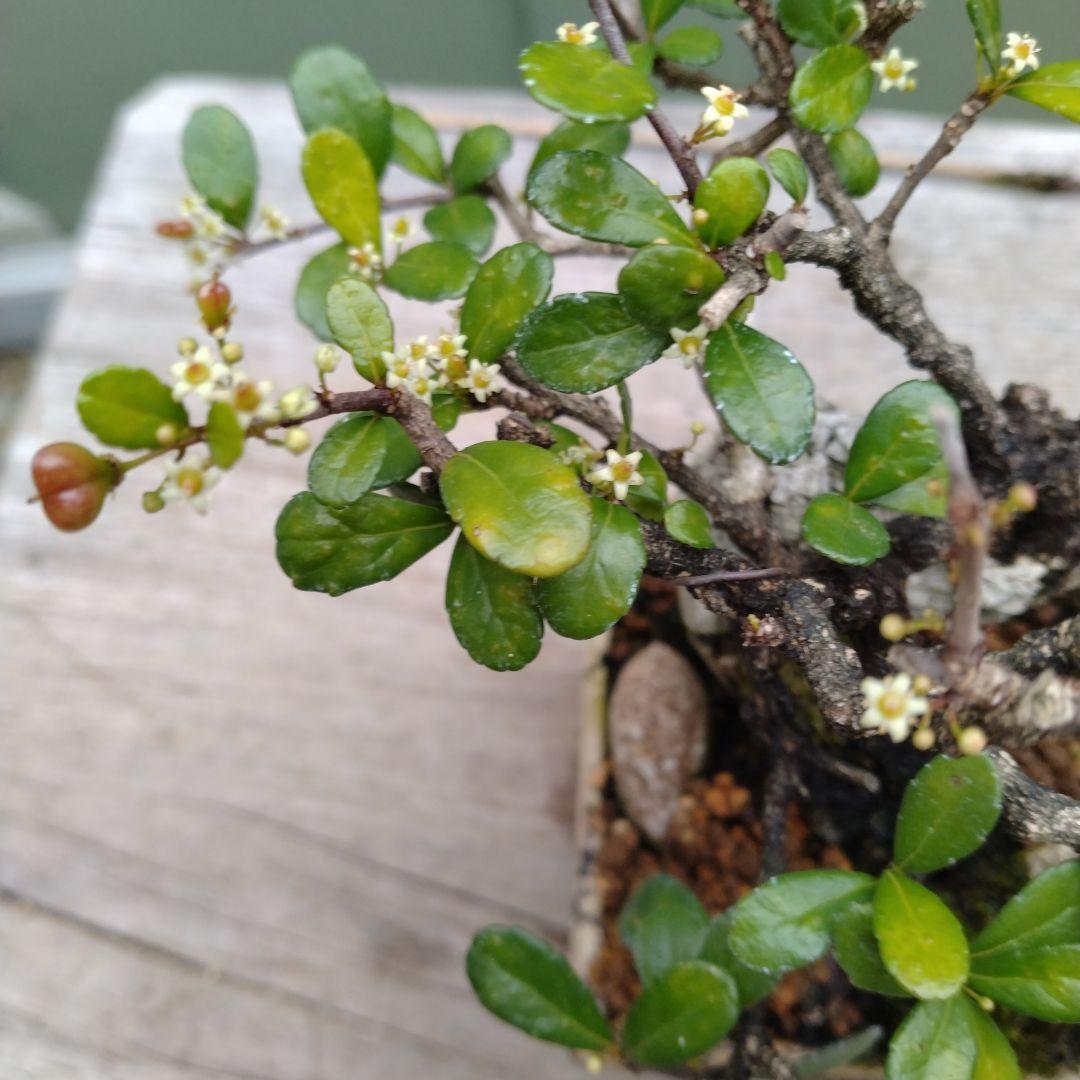 ハリツルマサキ。小品盆栽。 - メルカリ