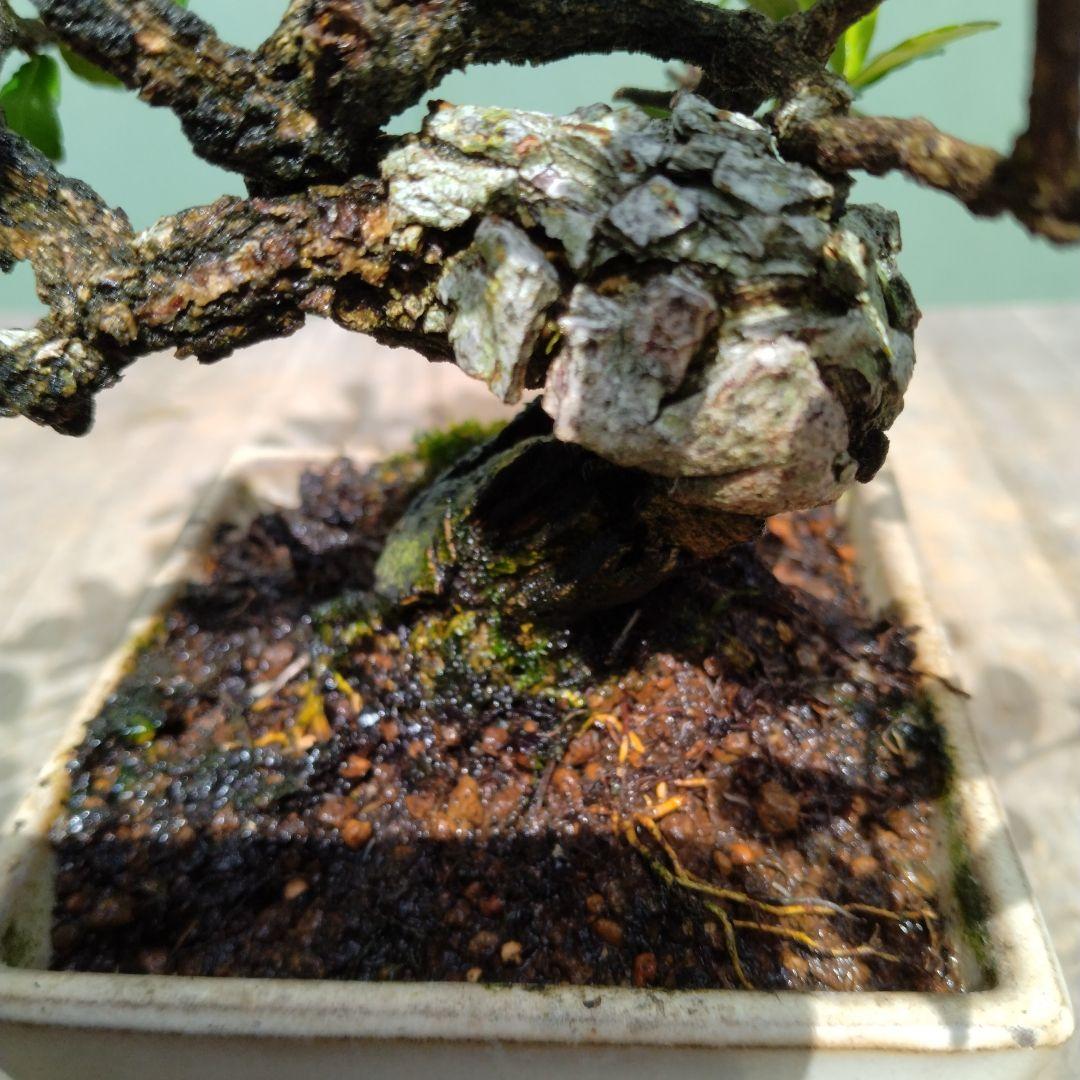 ハリツルマサキ。小品盆栽。 - メルカリ