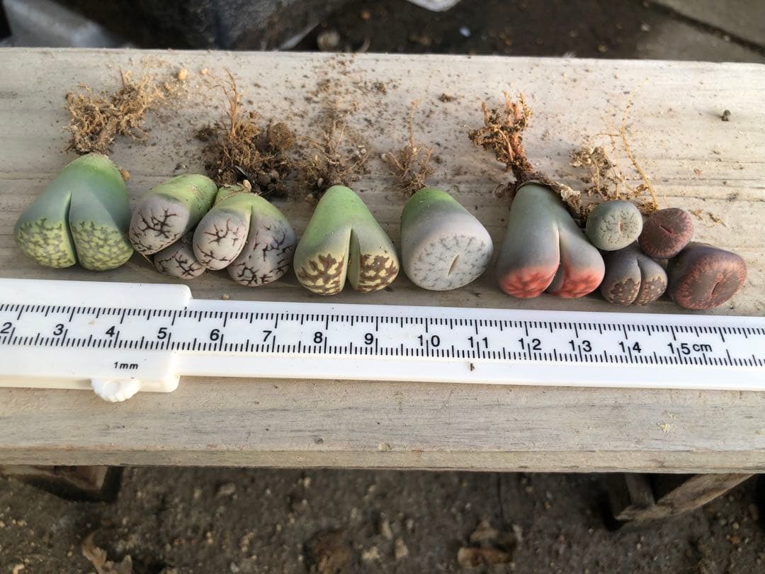 リトープス　抜き苗