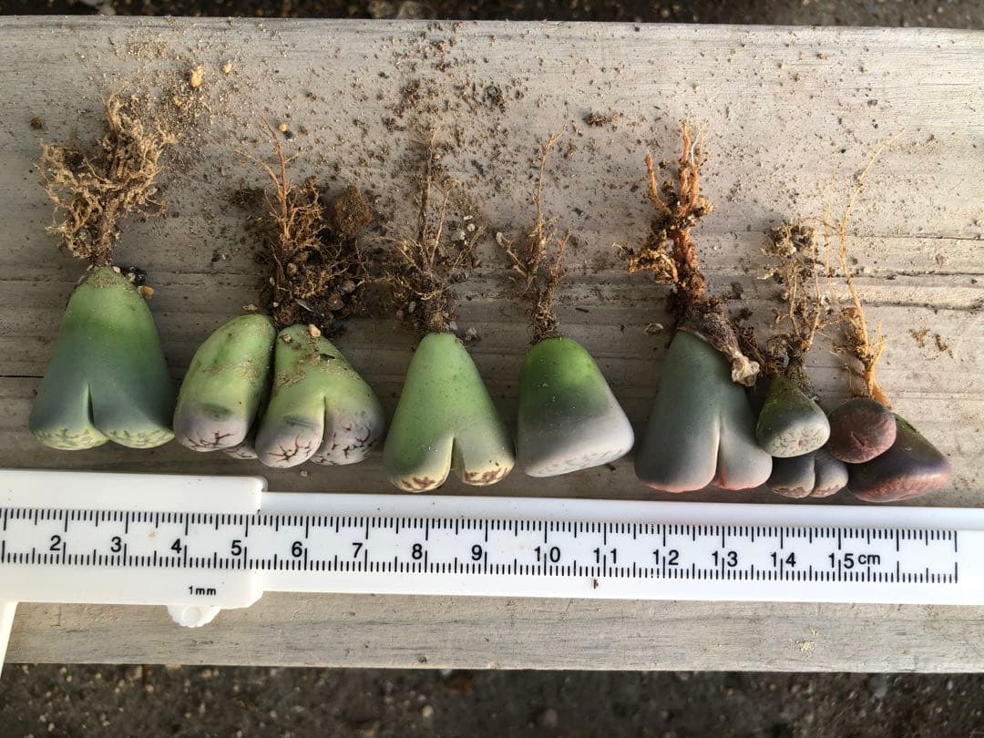 リトープス　抜き苗