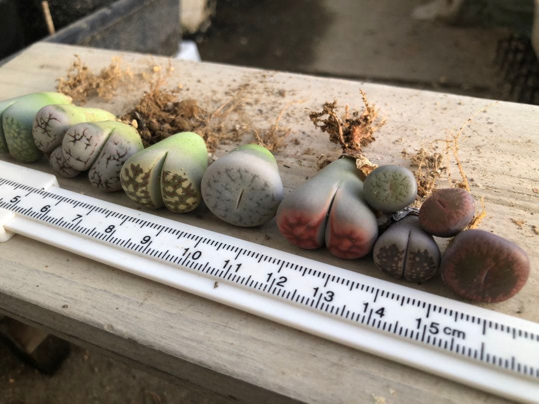 リトープス　抜き苗