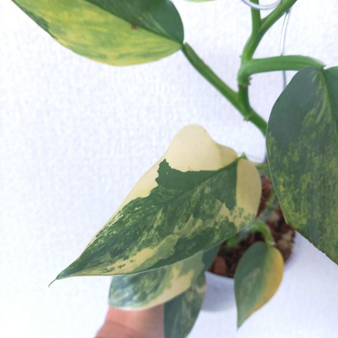 超希少 フィロデンドロン　シルバーソード斑入 (ハスタータム斑入)