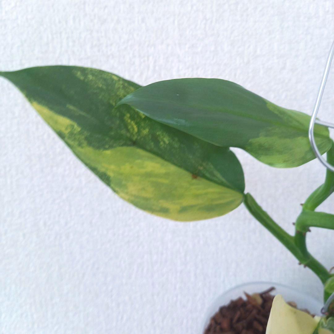 超希少 フィロデンドロン　シルバーソード斑入 (ハスタータム斑入)