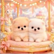 ☆受付☆ポメラニアン No.A