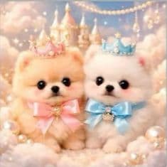 ☆受付☆ポメラニアン No.A