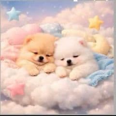 ☆受付☆ポメラニアン No.A