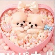 ☆受付☆ポメラニアン No.A