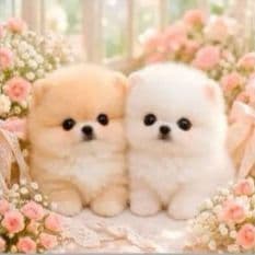 ☆受付☆ポメラニアン No.A