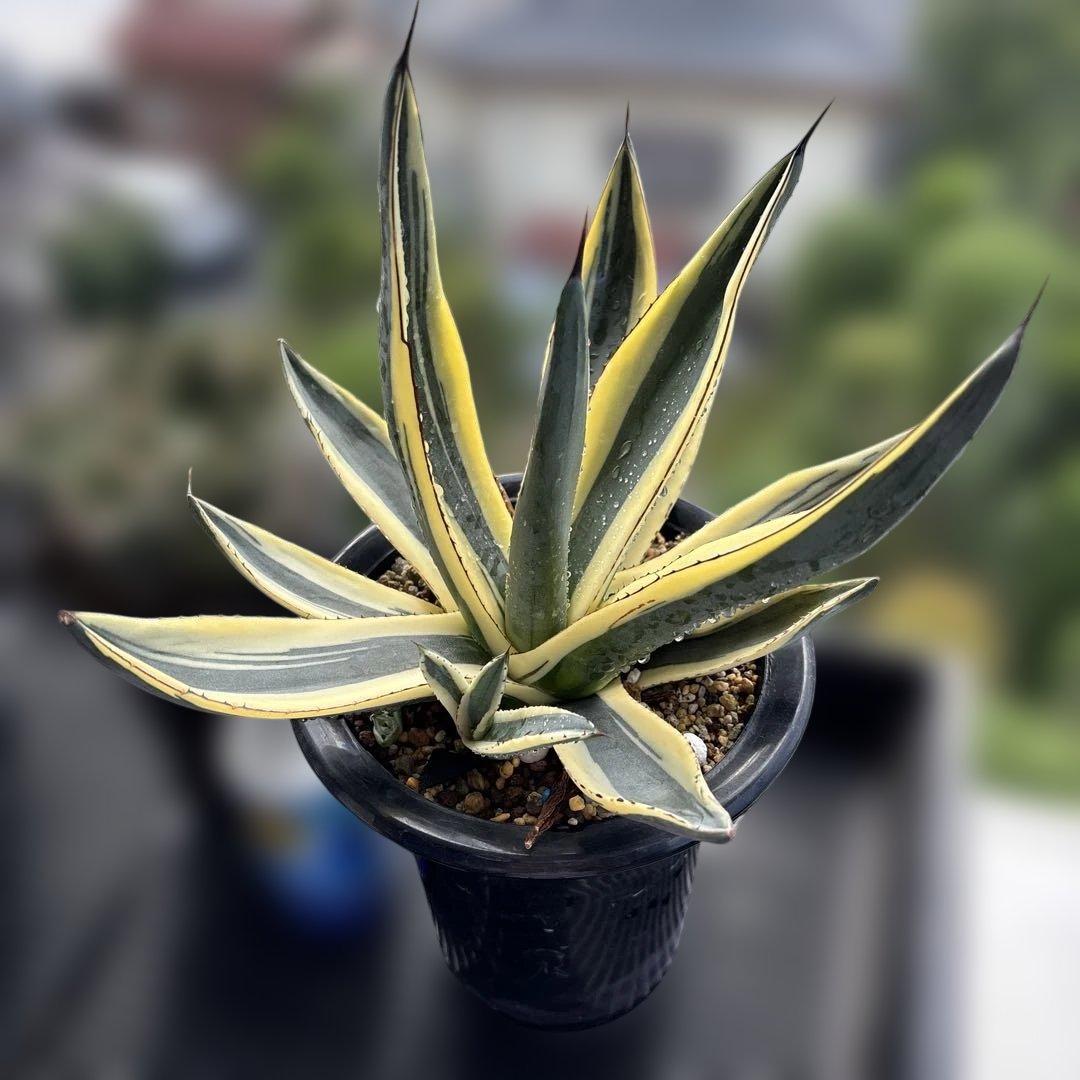 特大株　グレートホワイトシャーク　仔株3芽付