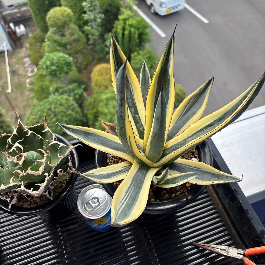 特大株　グレートホワイトシャーク　仔株3芽付