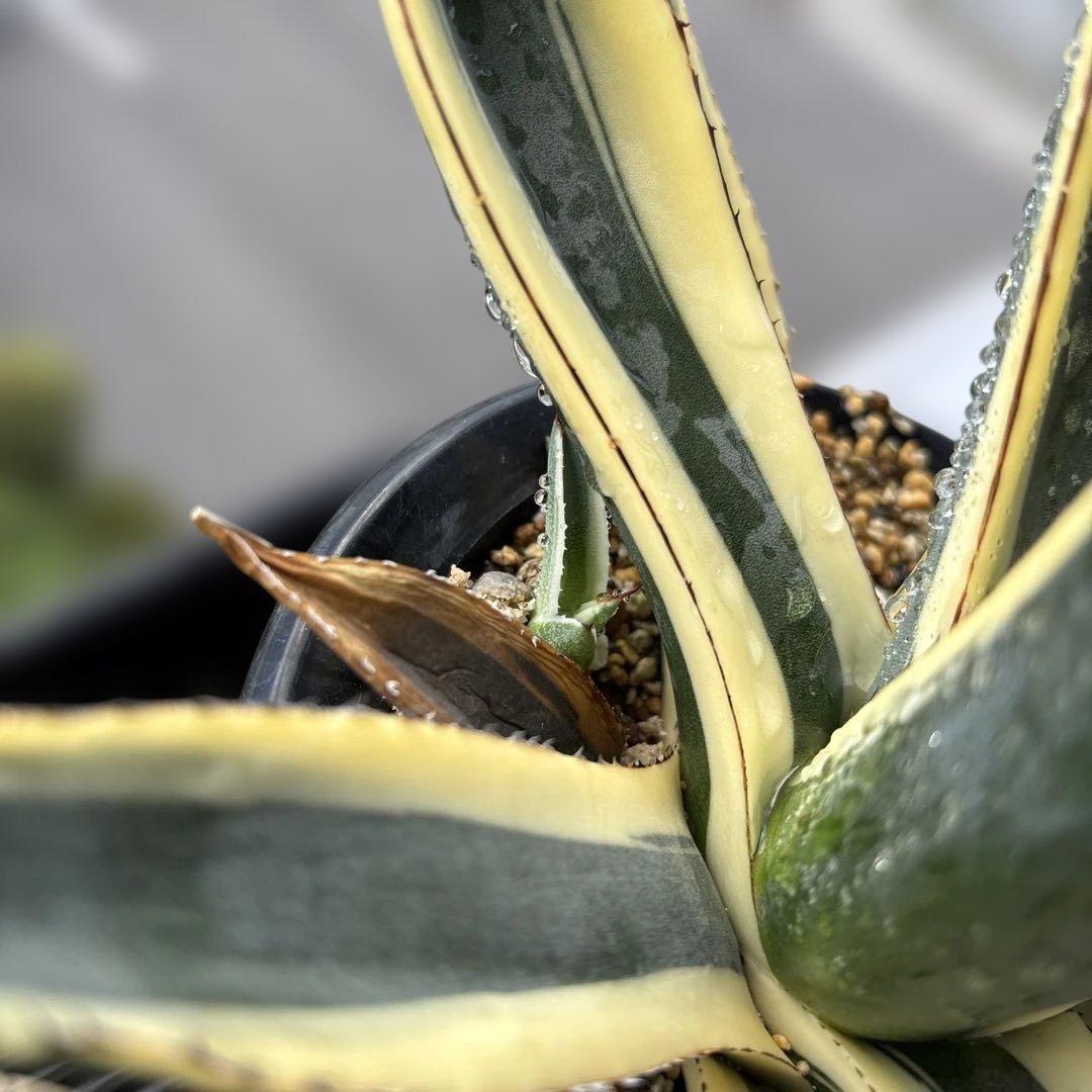 特大株　グレートホワイトシャーク　仔株3芽付