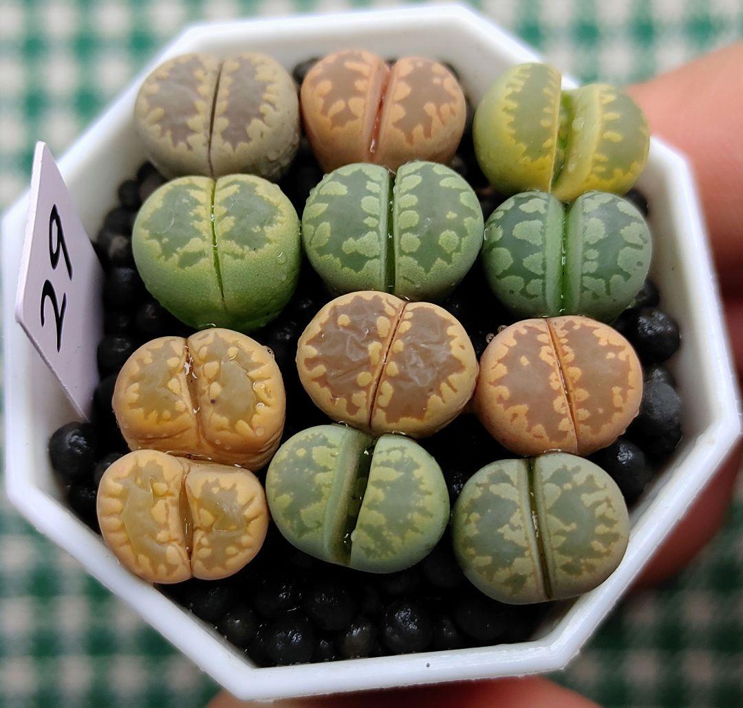 多肉植物リトープス/コノフィツム 大津絵 カラフルセット 土なし S29