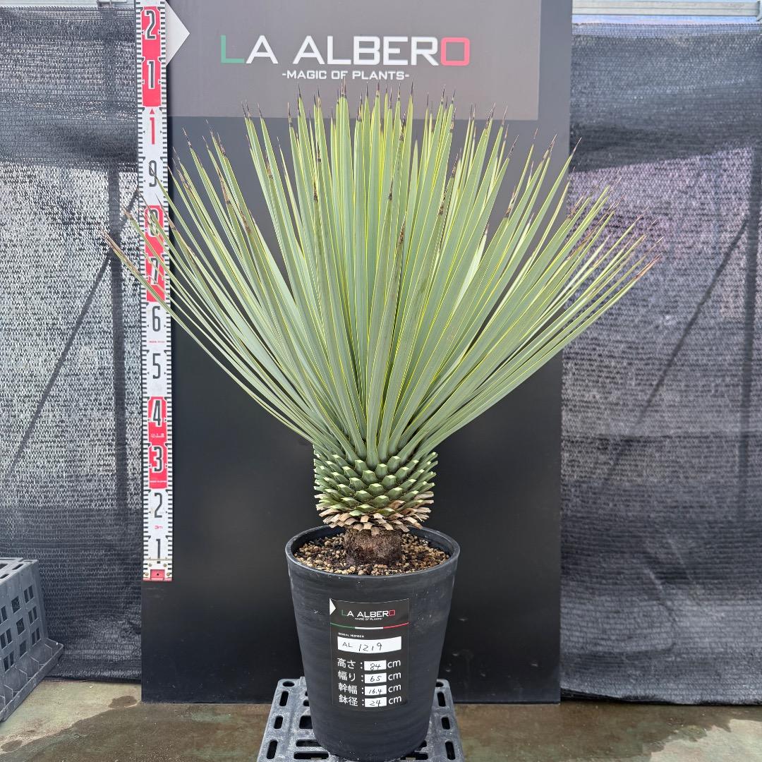 AL1219】ユッカ ロストラータ - メルカリ