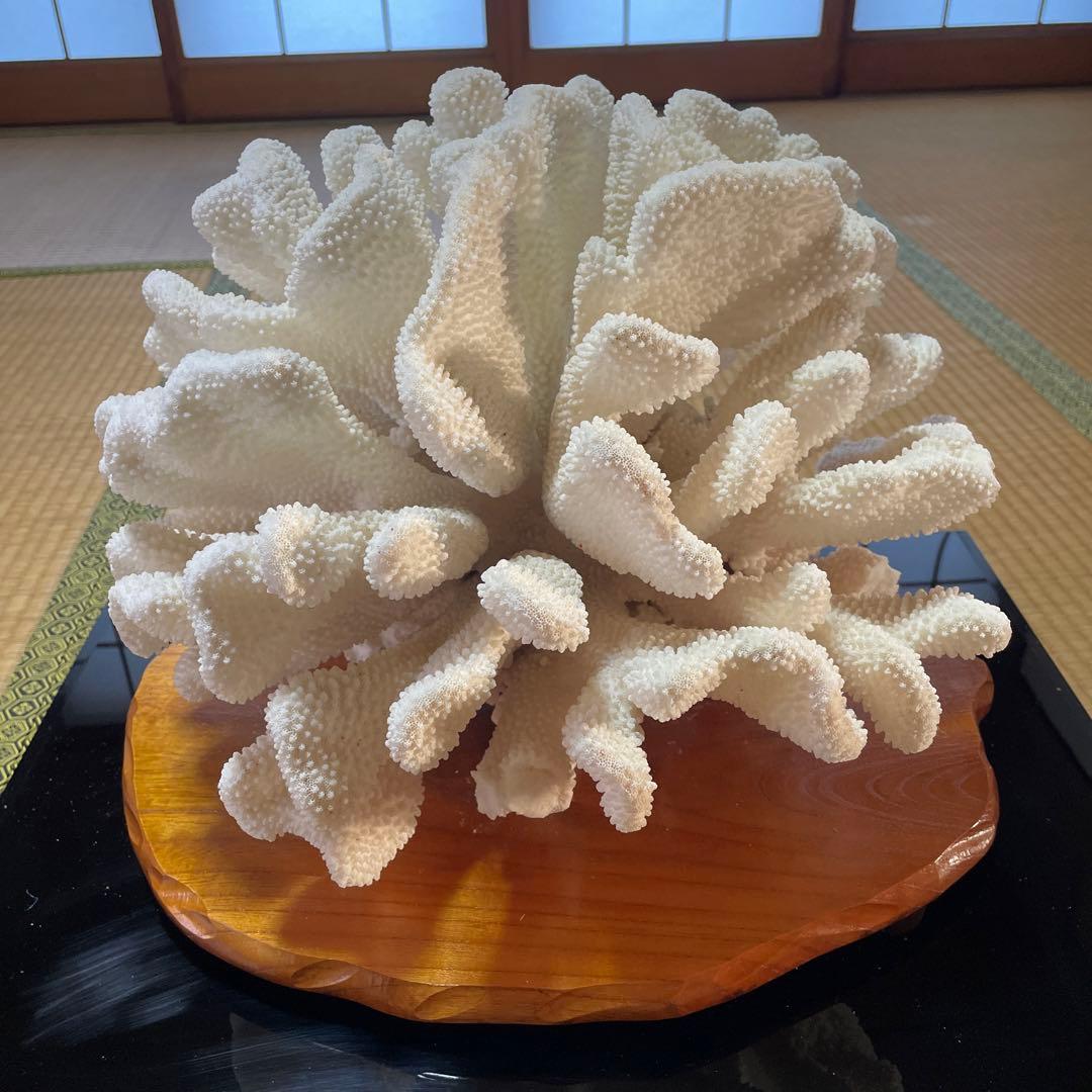 白珊瑚の置き物