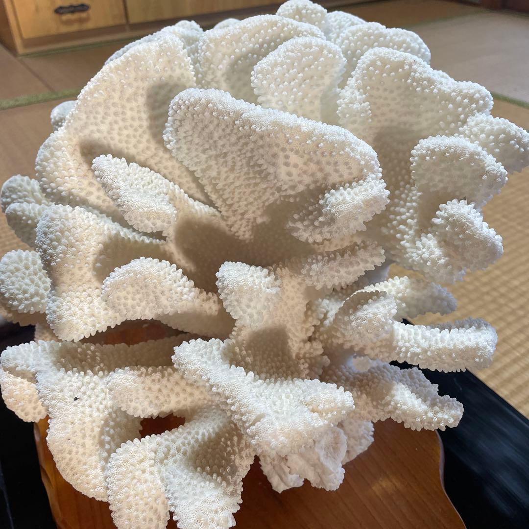白珊瑚の置き物